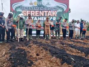 Forkopimda Merangin Ikuti Penanaman Jagung Serentak di PT SAL