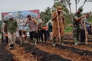 Pj Bupati Merangin dan Kapolres Tanam Jagung Serentak