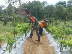Bantu Petani Cabai, Babinsa Pulau Melako Ikut Turun ke Kebun